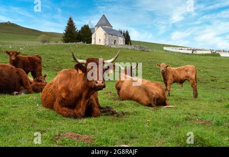 Troupeau de vaches Salers avec veaux dans un pâturage de montagne devant une chapelle. Banque D'Images
