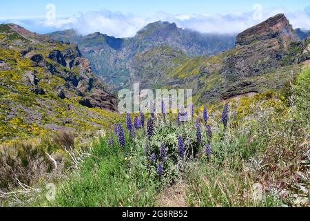 Fierté de Madère, Madeira-Natternkopf, Stolz von Madeira, Echium candicans, madeirai kígyószisz, Madère, Portugal, Europe Banque D'Images