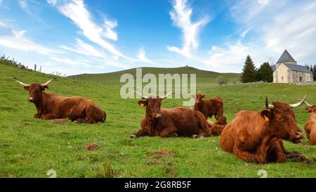 Troupeau de vaches Salers avec veaux dans un pâturage de montagne devant une chapelle. Banque D'Images