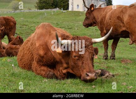 De belles vaches Salers se reproduisent dans le pâturage de montagne Banque D'Images