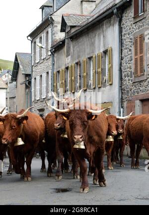 La transhumance des vaches salers dans le cantal (région Auvergne), vers les pâturages d'été, pour passer tout l'été. Banque D'Images