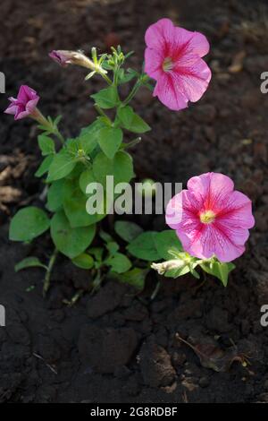 pétunia rose dans le lit de fleur, fermer Banque D'Images