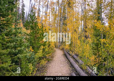 Automne Forêt d'Aspen dans la région sauvage d'Eagles Nest, Colorado Banque D'Images