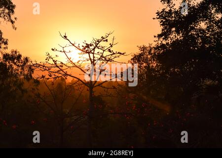 Magnifique ciel clair de couleur orange jaune pendant la soirée avec soleil et silhouette de nombreux arbres avec fleurs. Banque D'Images