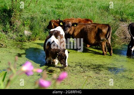 Juillet 2021 - les jeunes bovins se refroidissent dans une petite rivière dans la campagne du Somerset, au Royaume-Uni Banque D'Images