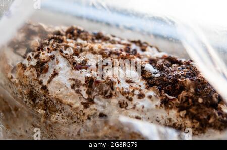 Pousse de champignons shiitake (Lentinula edodes) Banque D'Images