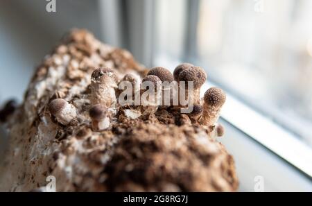 Champignons shiitake sur bloc de mycélium. Champignons de médecine traditionnelle chinoise Banque D'Images