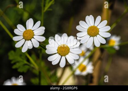 Fleurs de Feverhew (Tanacetum parthenium) Banque D'Images