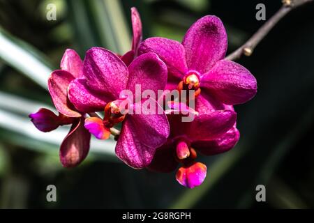 Fleurs roses d'une orchidée Phalaeonopsis Banque D'Images