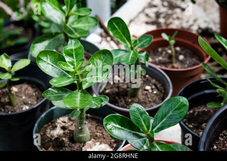 Une jeune plante de rose de désert en pot ou d'adenium obesum pousse parmi un fond flou de plantes. Le succulent est petit et n'est pas encore en fleurs. Banque D'Images