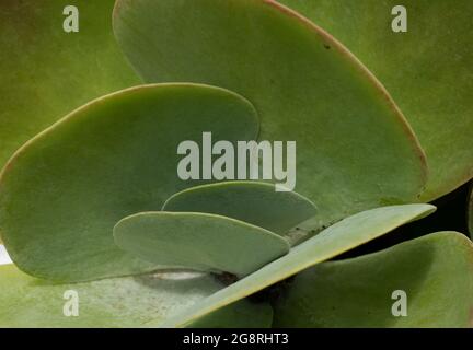 Le centre d'une kalanchoe thyrsiflora verte ou plante à rapaddle succulente avec des feuilles rondes et plates. Des feuilles floues entourent le centre et forment un arrière-plan Banque D'Images