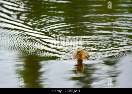 Un joli caneton nageant dans un lac dans les montagnes de Tatra, Slovaquie. Il réfléchit dans le lac. Banque D'Images