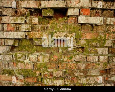 Vieux mur de briques recouvert de mousse. Briques rouges et grises. Mousse verte concept de conservation des monuments naturels. Banque D'Images