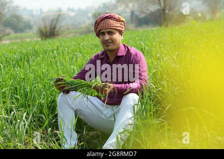 Indian farmer holding plante dans son champ de blé Banque D'Images