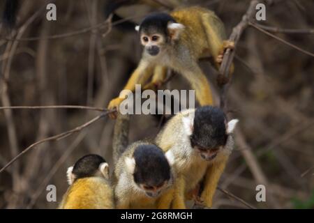 Portrait de groupe de Golden Squirrel Monkey (Saimiri sciurus) jouant sur la branche de Pampas del Yacuma, Bolivie. Banque D'Images
