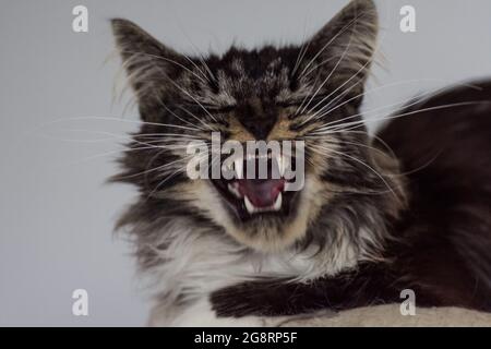 le grimace drôle d'un chat de coone du maine ressemble à rire Banque D'Images