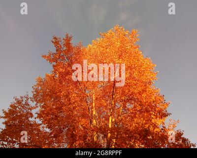 Couronnes orange et rouge d'arbres d'automne contre le ciel. Feuillage d'automne multicolore brillant sur d'énormes peupliers dans le parc. Banque D'Images