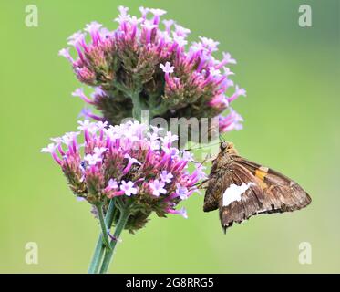 Papillon de skipper à pois d'argent sur les fleurs en vervain de Purpletop. Banque D'Images