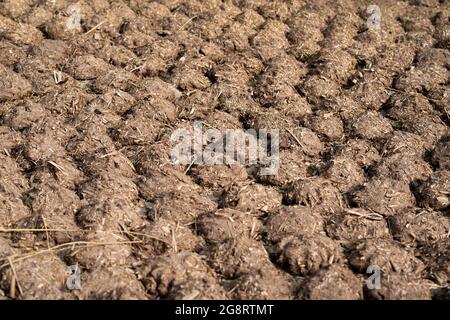 Gâteaux et pains de Dung de vache séchés pour servir de combustible naturel. Banque D'Images