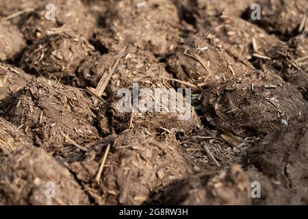 Gâteaux et pains de Dung de vache séchés pour servir de combustible naturel. Banque D'Images