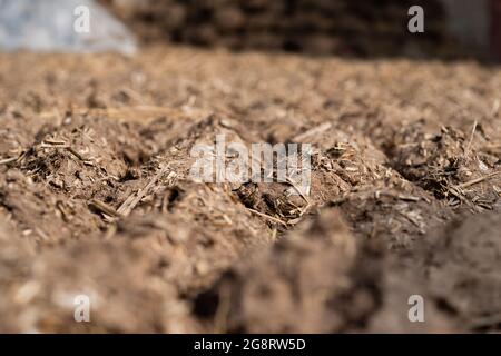 Gâteaux et pains de Dung de vache séchés pour servir de combustible naturel. Banque D'Images