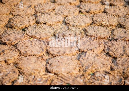 Gâteaux et pains de Dung de vache séchés pour servir de combustible naturel. Banque D'Images