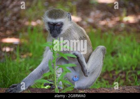 Un singe vervet masculin dans une réserve naturelle au Zimbabwe. Banque D'Images
