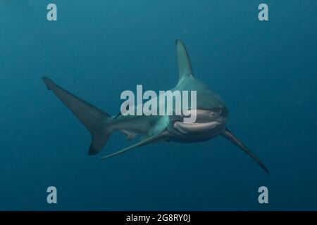 Requin noir (Carcharhinus limbatus) à Protea Banks, au large de l'Afrique du Sud Banque D'Images