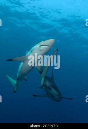 Requin noir (Carcharhinus limbatus) à Protea Banks, au large de l'Afrique du Sud Banque D'Images