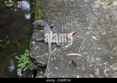 Écoute-bébé Lizard. Le moniteur d'eau asiatique (Varanus salvator) est un grand lézard varanide originaire de l'Asie du Sud et du Sud-est. Il s'agit de l'un des lézards de surveillance les plus courants en Asie, allant de la côte nord-est de l'Inde, du Sri Lanka, de la partie continentale de l'Asie du Sud-est aux îles indonésiennes où il vit près de l'eau. Il est inscrit comme le moins préoccupant sur la liste rouge de l'UICN. Elle a été décrite par Laurenti en 1768 et figure parmi les plus grands squamats du monde. Colombo, Sri Lanka. Banque D'Images