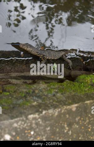 Écoute-bébé Lizard. Le moniteur d'eau asiatique (Varanus salvator) est un grand lézard varanide originaire de l'Asie du Sud et du Sud-est. Il s'agit de l'un des lézards de surveillance les plus courants en Asie, allant de la côte nord-est de l'Inde, du Sri Lanka, de la partie continentale de l'Asie du Sud-est aux îles indonésiennes où il vit près de l'eau. Il est inscrit comme le moins préoccupant sur la liste rouge de l'UICN. Elle a été décrite par Laurenti en 1768 et figure parmi les plus grands squamats du monde. Colombo, Sri Lanka. Banque D'Images