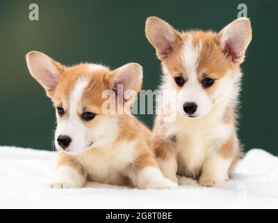 Pembroke Welsh Corgi Dog à l'extérieur Banque D'Images