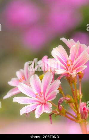 Lewisia cotyledon, lewisia Siskiyou Banque D'Images