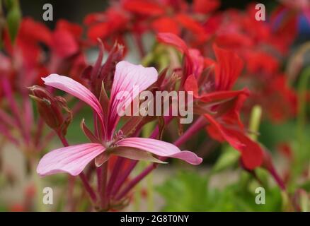 Géranium de lierre rose et rouge en fleurs Pelargonium peltatum dans un jardin. Également connu sous le nom de pélargonium à feuilles de lierre ou géranium en cascade. Banque D'Images