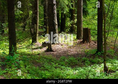 Forêt en été et souches d'arbres 2021 Banque D'Images