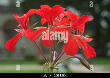 Géranium à l'ivée rouge en fleurs Pelargonium peltatum dans un jardin. Également connu sous le nom de pélargonium à feuilles de lierre ou géranium en cascade. Banque D'Images