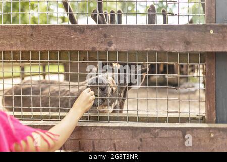 Une femme nourrit un cerf à travers un filet. Zoo, mini ferme. Banque D'Images