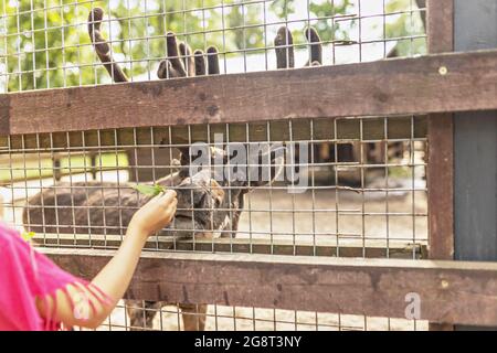 Une femme nourrit un cerf à travers un filet. Zoo, mini ferme. Banque D'Images