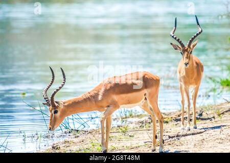Deux antilopes de taureau Imapala RAM eau potable d'un trou d'eau dans une réserve naturelle en Afrique du Sud Banque D'Images
