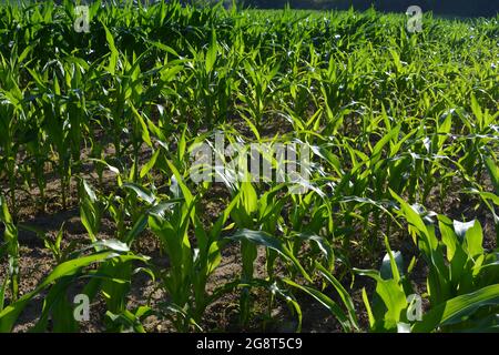 Champ de ferme de maïs jeune, rétro-éclairé tôt le matin. Banque D'Images