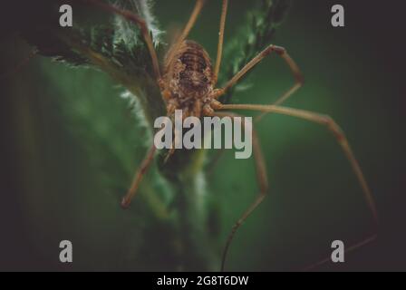 Photo macro d'une grosse araignée brune sur une plante verte Banque D'Images