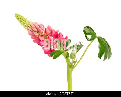 Fleur lupin rose isolée sur fond blanc. Lupinus ou haricot loup. Belles fleurs d'été. Banque D'Images