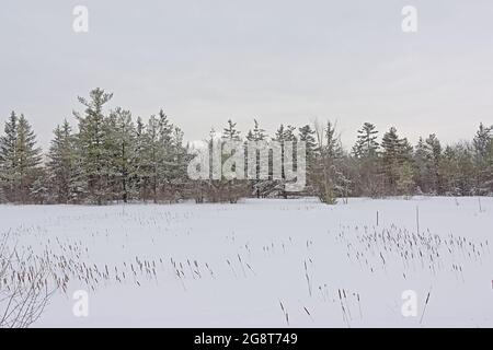 Forêt d'épinettes avec champ couvert de neige et pointes de roseau de queue qui dépassent de la neige dans le parc national de Gatineau, Québec, Canada Banque D'Images