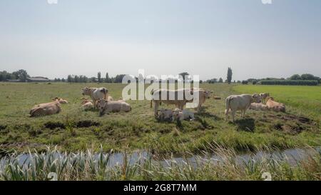 Un groupe de vaches en jersey et de veaux couchés dans une prairie en été Banque D'Images