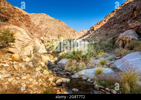 Palmiers le long d'une crique dans le parc national d'Anza Borrego, Californie Banque D'Images