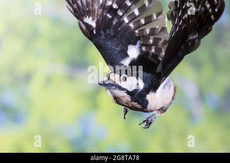 Grand pic tacheté (Picoides Major, Dendrocopos Major), en vol, Allemagne Banque D'Images
