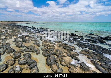 Stromatolithes près de Shark Bay, Australie Banque D'Images