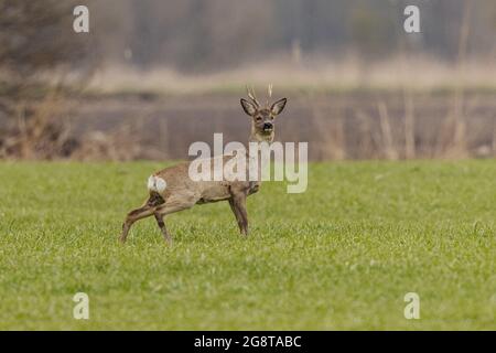 cerf de virginie (Capranolus capranolus), buck de Virginie, fixation dans le pré , Allemagne, Bavière Banque D'Images