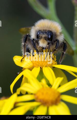 Abeille Bumble à queue blanche (Bombus lucorum), fleur de l'armoise commune, Senecio jacobaea, Allemagne Banque D'Images