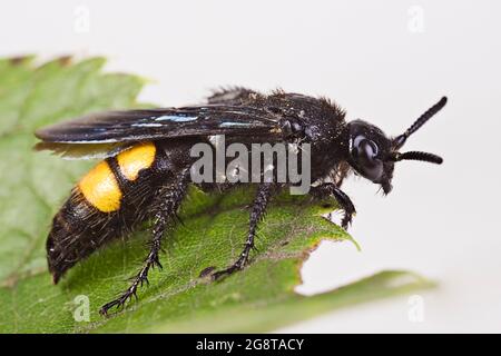 La guêpe scoliide (Scolia hirta, Scolia hirta hirta), est assise sur une feuille, en Autriche Banque D'Images